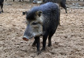 Segundo pesquisadores brasileiros, o queixada est&aacute; entre os mam&iacute;feros com casco em risco de extin&ccedil;&atilde;o, junto com a anta, porco-do-mato e cateto
