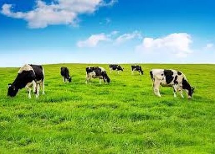 Andrelândia, Açores e a vocação leiteira que atravessou o Atlântico